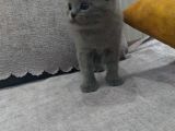 Aplus Safkan Irk Scottish Fold&Britihs Shorthair Yavrular