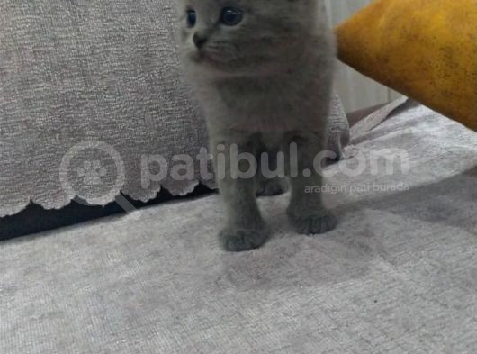 Aplus Safkan Irk Scottish Fold&Britihs Shorthair Yavrular görsel