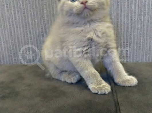 Aplus Safkan Irk Scottish Fold&Britihs Shorthair Yavrular görsel