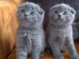 Aplus Safkan Irk Scottish Fold&Britihs Shorthair Yavrular