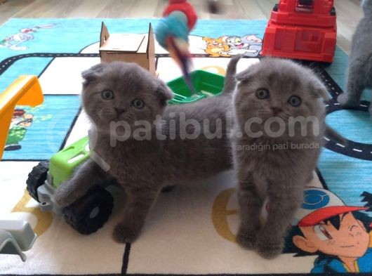 Aplus Safkan Irk Scottish Fold&Britihs Shorthair Yavrular görsel