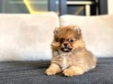 Erkek 2 Aylık Pomeranian Boo Aşılı Karneli Mikrocipli