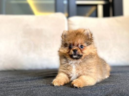 Erkek 2 Aylık Pomeranian Boo Aşılı Karneli Mikrocipli görsel