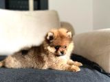 Erkek 2 Aylık Pomeranian Boo Aşılı Karneli Mikrocipli