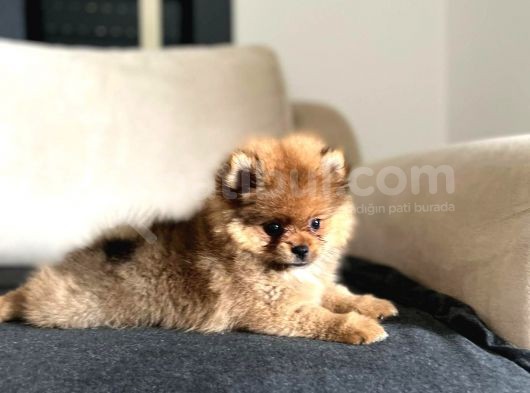 Erkek 2 Aylık Pomeranian Boo Aşılı Karneli Mikrocipli görsel