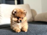 Erkek 2 Aylık Pomeranian Boo Aşılı Karneli Mikrocipli