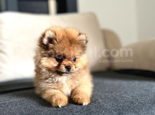 Erkek 2 Aylık Pomeranian Boo Aşılı Karneli Mikrocipli görsel