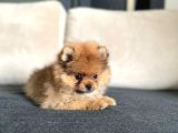 Erkek 2 Aylık Pomeranian Boo Aşılı Karneli Mikrocipli