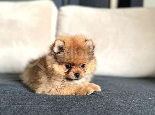 Erkek 2 Aylık Pomeranian Boo Aşılı Karneli Mikrocipli görsel