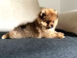 Erkek 2 Aylık Pomeranian Boo Aşılı Karneli Mikrocipli