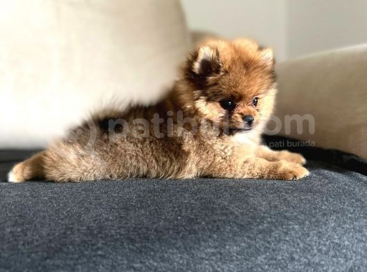 Erkek 2 Aylık Pomeranian Boo Aşılı Karneli Mikrocipli görsel