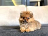 Erkek 2 Aylık Pomeranian Boo Aşılı Karneli Mikrocipli