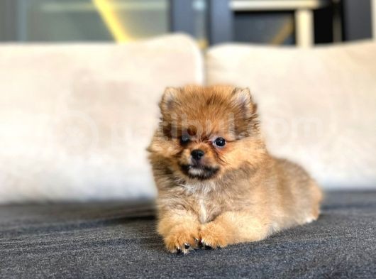 Erkek 2 Aylık Pomeranian Boo Aşılı Karneli Mikrocipli görsel