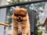 Erkek 2 Aylık Pomeranian Boo Aşılı Karneli Mikrocipli