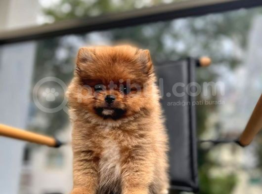 Erkek 2 Aylık Pomeranian Boo Aşılı Karneli Mikrocipli