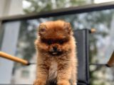 Erkek 2 Aylık Pomeranian Boo Aşılı Karneli Mikrocipli