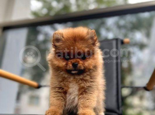 Erkek 2 Aylık Pomeranian Boo Aşılı Karneli Mikrocipli görsel