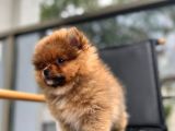Erkek 2 Aylık Pomeranian Boo Aşılı Karneli Mikrocipli