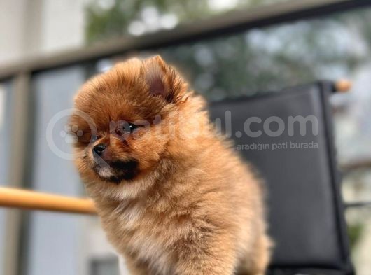 Erkek 2 Aylık Pomeranian Boo Aşılı Karneli Mikrocipli görsel