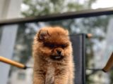 Erkek 2 Aylık Pomeranian Boo Aşılı Karneli Mikrocipli
