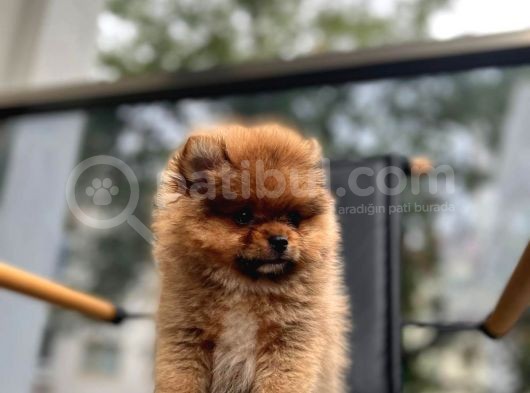 Erkek 2 Aylık Pomeranian Boo Aşılı Karneli Mikrocipli görsel