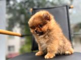 Erkek 2 Aylık Pomeranian Boo Aşılı Karneli Mikrocipli