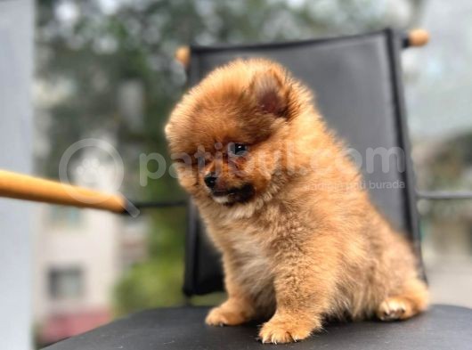 Erkek 2 Aylık Pomeranian Boo Aşılı Karneli Mikrocipli görsel