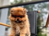 Erkek 2 Aylık Pomeranian Boo Aşılı Karneli Mikrocipli