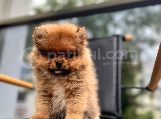 Erkek 2 Aylık Pomeranian Boo Aşılı Karneli Mikrocipli görsel