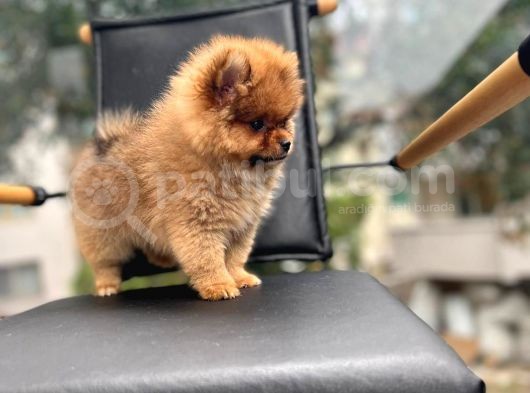 Erkek 2 Aylık Pomeranian Boo Aşılı Karneli Mikrocipli görsel