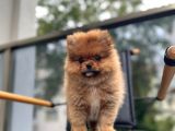 Erkek 2 Aylık Pomeranian Boo Aşılı Karneli Mikrocipli