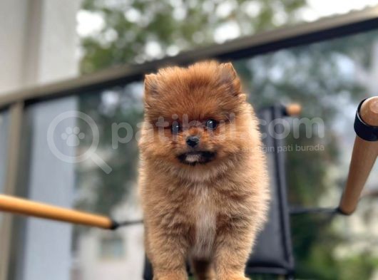 Erkek 2 Aylık Pomeranian Boo Aşılı Karneli Mikrocipli görsel