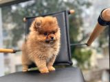 Erkek 2 Aylık Pomeranian Boo Aşılı Karneli Mikrocipli