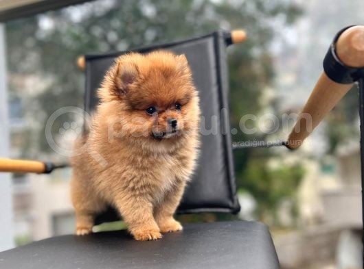 Erkek 2 Aylık Pomeranian Boo Aşılı Karneli Mikrocipli görsel