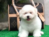 Mükemmel Kalitede Bişon Çuha Köpeği