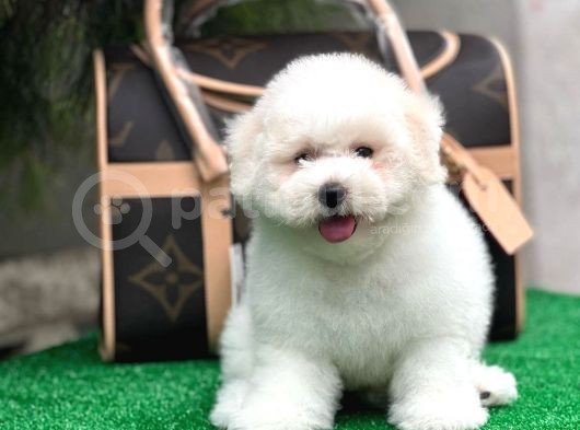 Mükemmel Kalitede Bişon Çuha Köpeği görsel