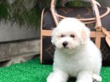 Mükemmel Kalitede Bişon Çuha Köpeği