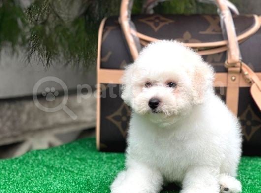 Mükemmel Kalitede Bişon Çuha Köpeği