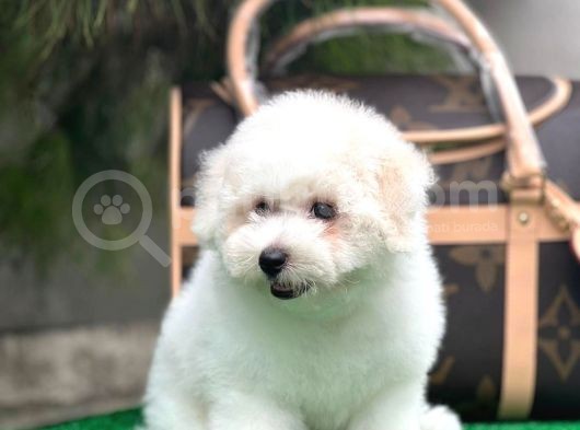 Mükemmel Kalitede Bişon Çuha Köpeği görsel