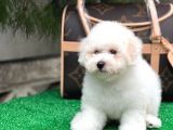 Mükemmel Kalitede Bişon Çuha Köpeği