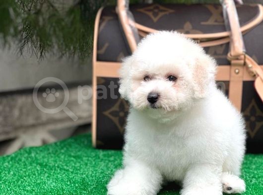 Mükemmel Kalitede Bişon Çuha Köpeği görsel