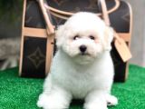 Mükemmel Kalitede Bişon Çuha Köpeği