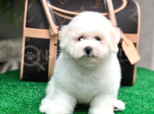 Mükemmel Kalitede Bişon Çuha Köpeği görsel