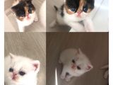 Anne Baba Exoti̇cshorthai̇r Son Derece Sağlikli Yavrular