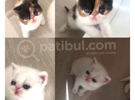Anne Baba Exoti̇cshorthai̇r Son Derece Sağlikli Yavrular görsel