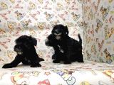 Mükemmel Kali̇tede Mi̇nyatür Schnauzer Yavrular