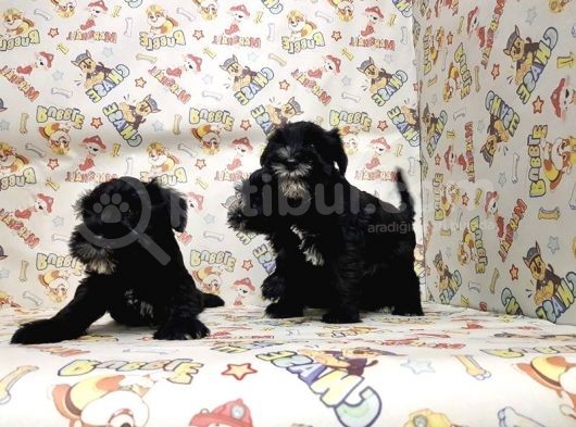 Mükemmel Kali̇tede Mi̇nyatür Schnauzer Yavrular görsel