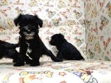 Mükemmel Kali̇tede Mi̇nyatür Schnauzer Yavrular