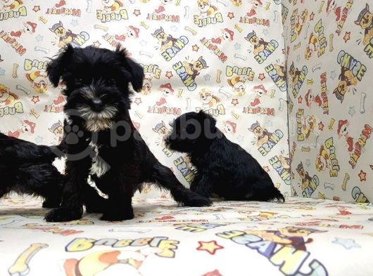 Mükemmel Kali̇tede Mi̇nyatür Schnauzer Yavrular görsel
