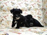 Mükemmel Kali̇tede Mi̇nyatür Schnauzer Yavrular
